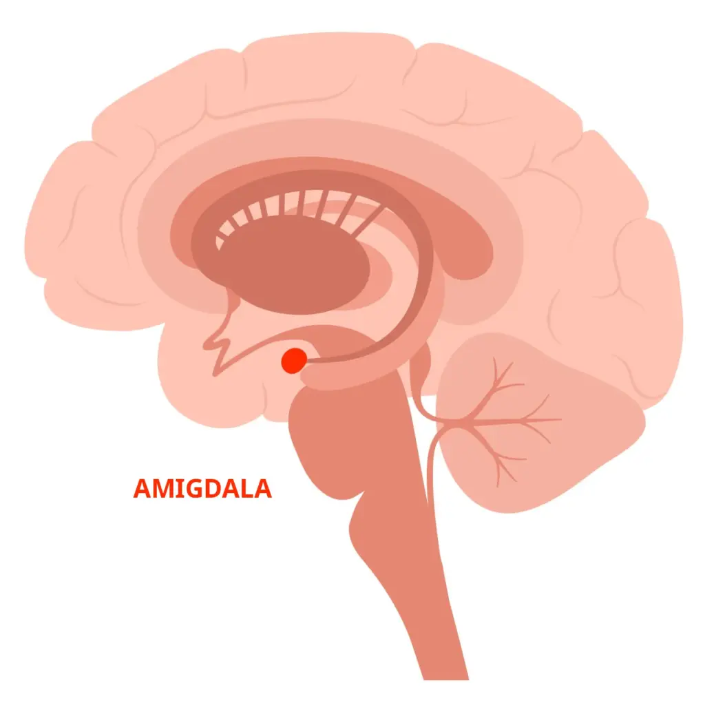 Indicazione della posizione dell'amigdala