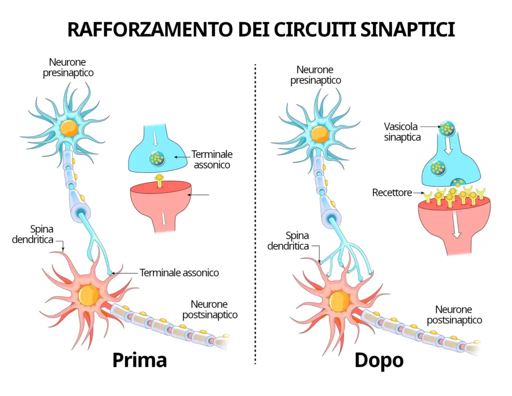 Schema del rafforzamento dei circuiti sinaptici